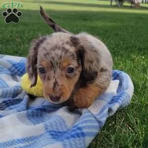 Sage- miniature, Dachshund Puppy