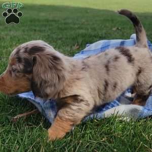 Sage- miniature, Dachshund Puppy