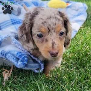 Sage- miniature, Dachshund Puppy