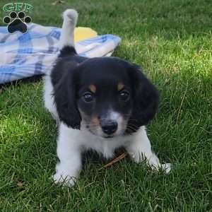 Sarge- miniature, Dachshund Puppy