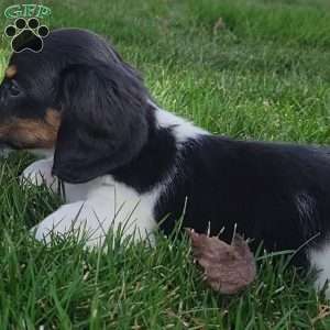 Sarge- miniature, Dachshund Puppy