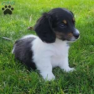 Sarge- miniature, Dachshund Puppy