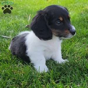 Sarge- miniature, Dachshund Puppy