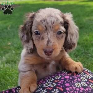 Sage- miniature, Dachshund Puppy