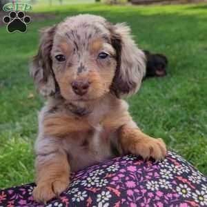 Sage- miniature, Dachshund Puppy