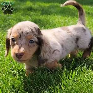 Sage- miniature, Dachshund Puppy