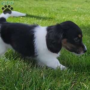 Sarge- miniature, Dachshund Puppy