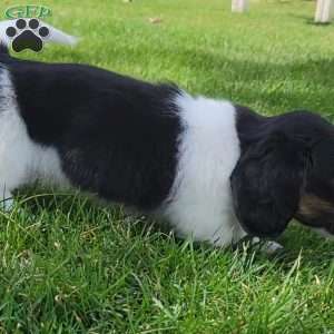 Sarge- miniature, Dachshund Puppy