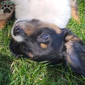 Sarge- miniature, Dachshund Puppy