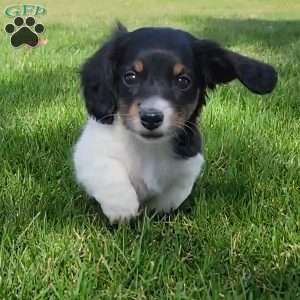 Sarge- miniature, Dachshund Puppy