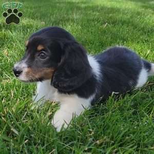 Sarge- miniature, Dachshund Puppy