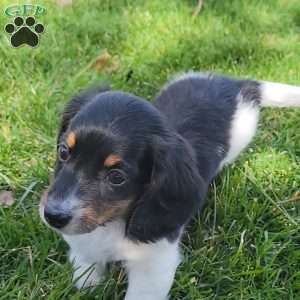 Sarge- miniature, Dachshund Puppy