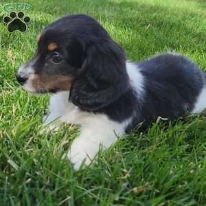 Sarge- miniature, Dachshund Puppy