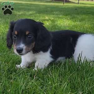 Sarge- miniature, Dachshund Puppy