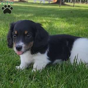 Sarge- miniature, Dachshund Puppy