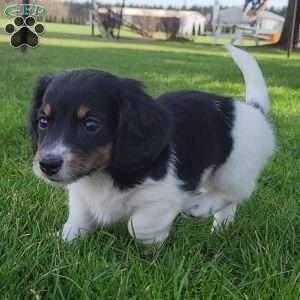 Sarge- miniature, Dachshund Puppy