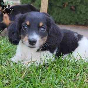 Sarge- miniature, Dachshund Puppy