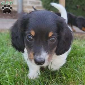 Sarge- miniature, Dachshund Puppy