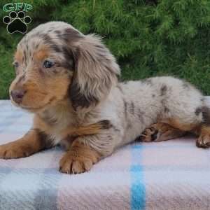 Sage- miniature, Dachshund Puppy