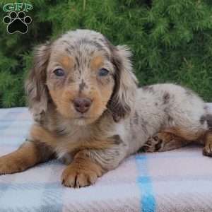 Sage- miniature, Dachshund Puppy