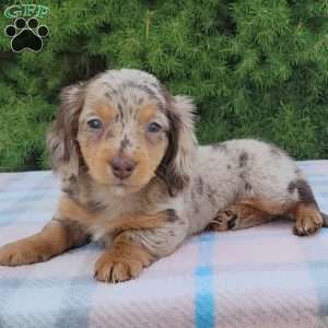 Sage- miniature, Dachshund Puppy