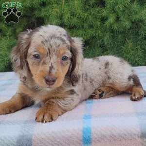 Sage- miniature, Dachshund Puppy
