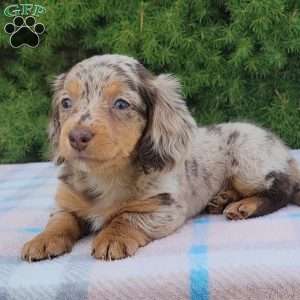 Sage- miniature, Dachshund Puppy