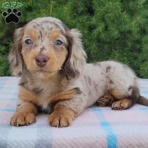 Sage- miniature, Dachshund Puppy