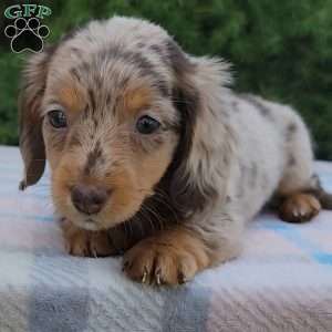 Sage- miniature, Dachshund Puppy