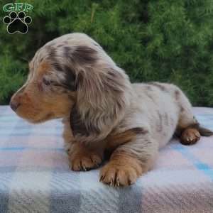 Sage- miniature, Dachshund Puppy