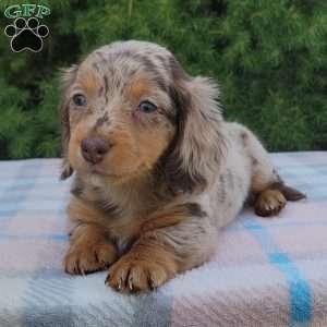 Sage- miniature, Dachshund Puppy