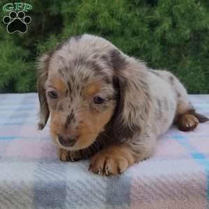 Sage- miniature, Dachshund Puppy