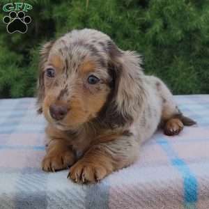 Sage- miniature, Dachshund Puppy