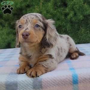Sage- miniature, Dachshund Puppy