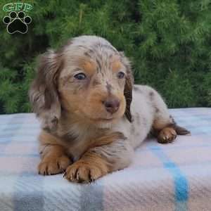 Sage- miniature, Dachshund Puppy