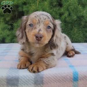 Sage- miniature, Dachshund Puppy
