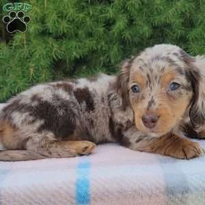 Sage- miniature, Dachshund Puppy
