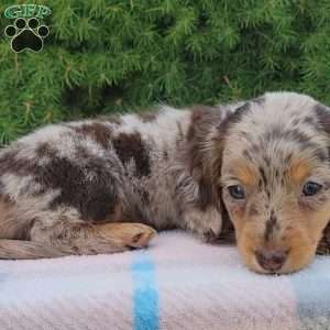 Sage- miniature, Dachshund Puppy