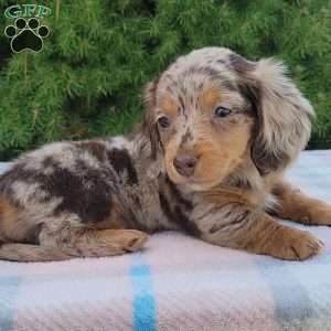 Sage- miniature, Dachshund Puppy