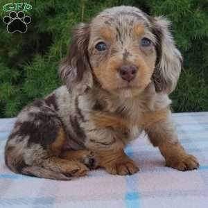 Sage- miniature, Dachshund Puppy