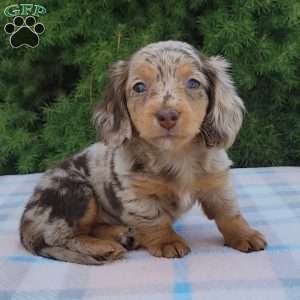 Sage- miniature, Dachshund Puppy