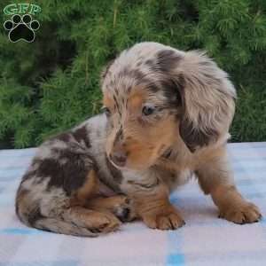 Sage- miniature, Dachshund Puppy
