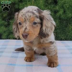 Sage- miniature, Dachshund Puppy