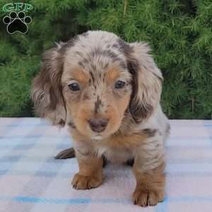 Sage- miniature, Dachshund Puppy