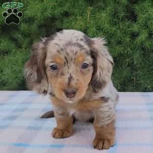 Sage- miniature, Dachshund Puppy