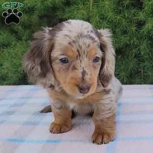 Sage- miniature, Dachshund Puppy