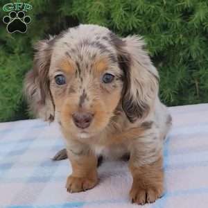 Sage- miniature, Dachshund Puppy