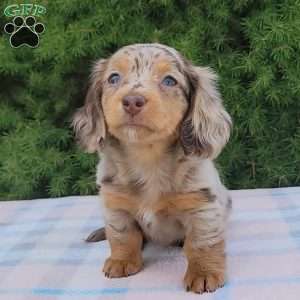 Sage- miniature, Dachshund Puppy