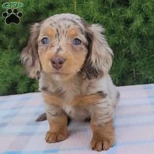 Sage- miniature, Dachshund Puppy