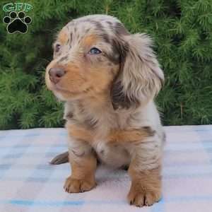 Sage- miniature, Dachshund Puppy